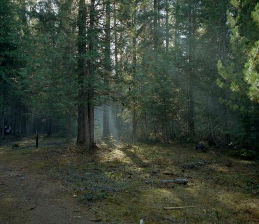 Forest, Tree & Woods Photography by Patrick Warner / 4628