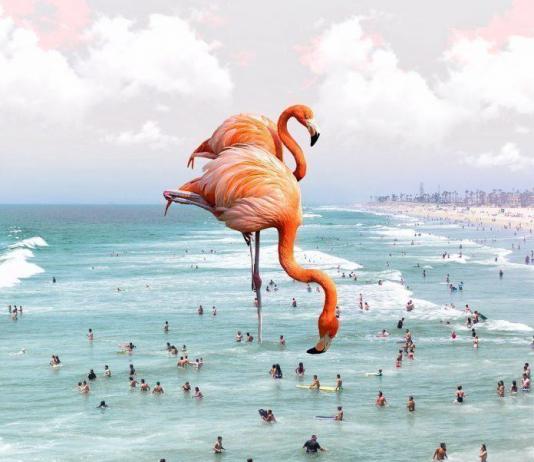 Bird Collage by Karen Cantú / 5118