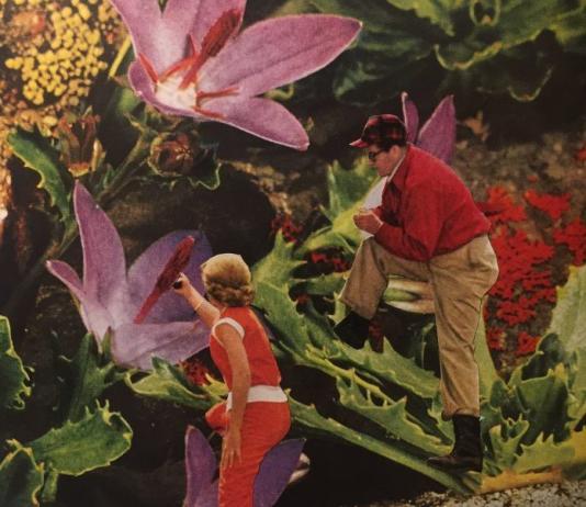 Flower & Floral Collage by Robyn Redish / 9176