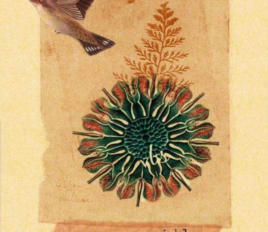 Flower & Floral Collage by Tatiana Del Toro / 9191
