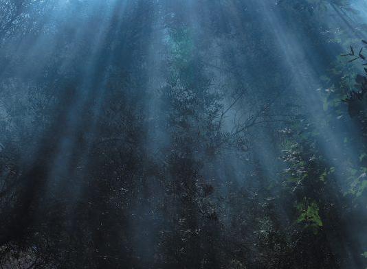 Forest, Tree & Woods Photography by Michał Kowalski / 9983