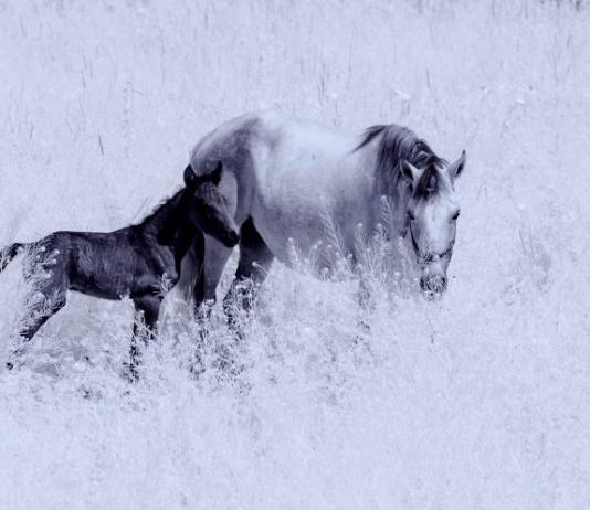 Horse Photography by Kazım Kuyucu / Artist 11027