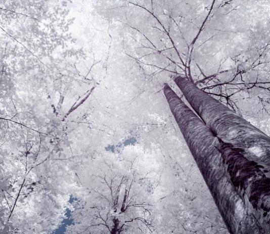 Forest, Tree & Woods Photography by Kazım Kuyucu / Artist 11029
