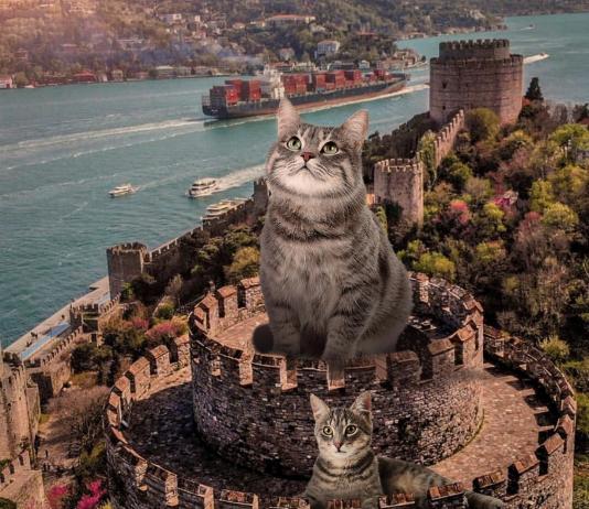 Animal & Pet Collage by Samet Birkan / 14219