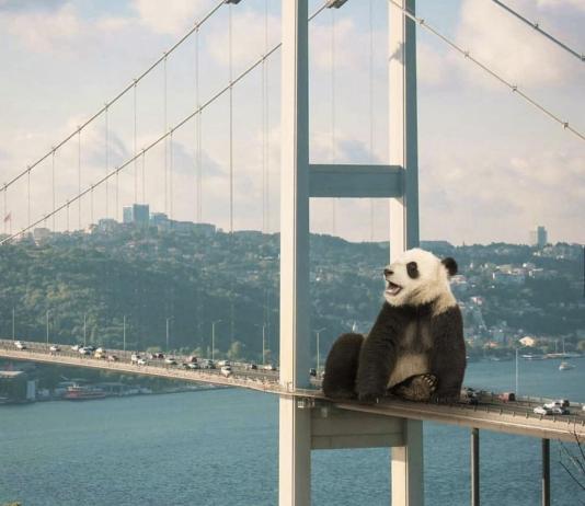 Animal & Pet Collage by Samet Birkan / 14221