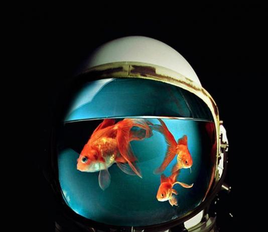 Fish Collage by Nidal Sher / 7180